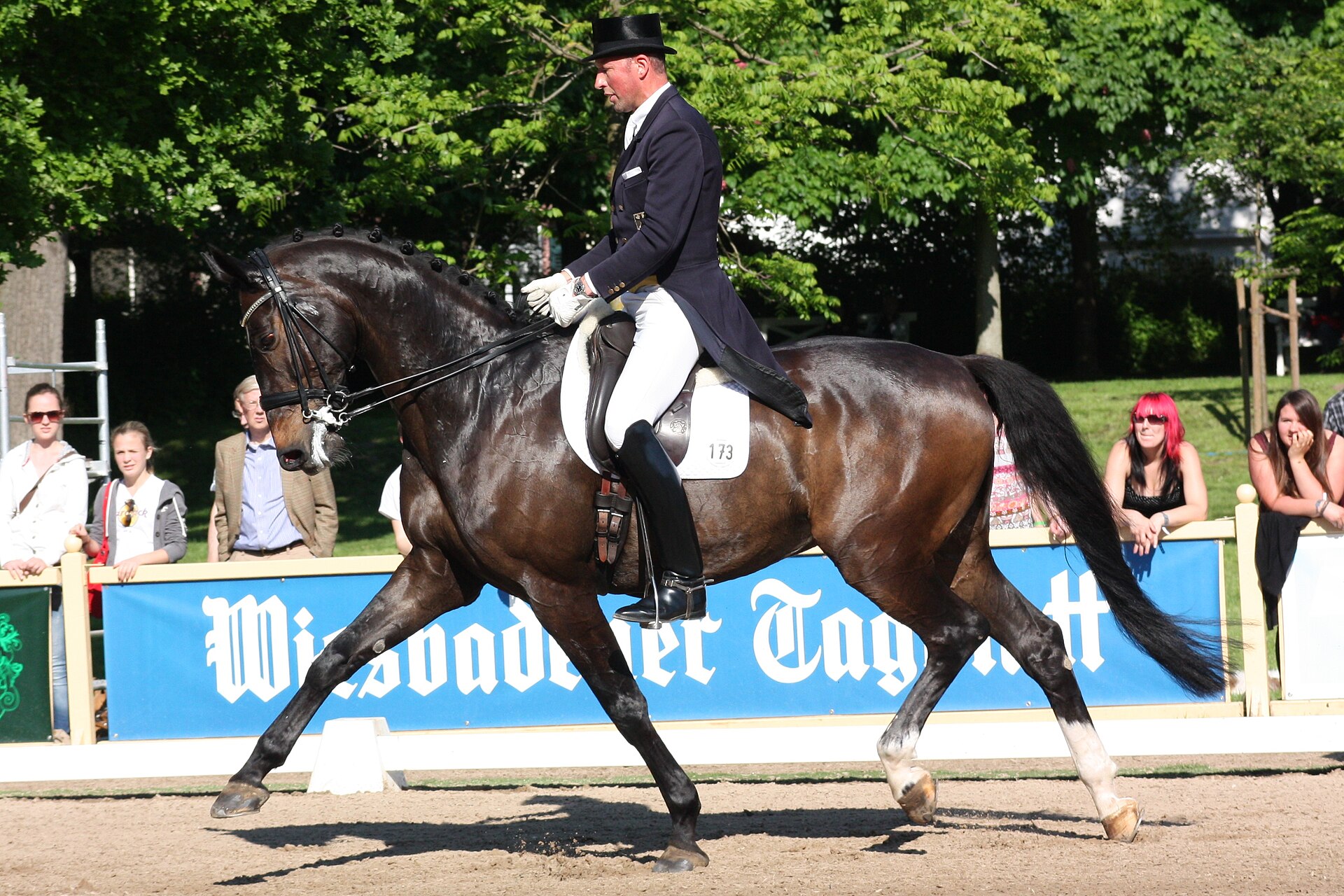 Dressage horse in extended trot across the sand arena, double bridle and white competition pad, rider in top hat