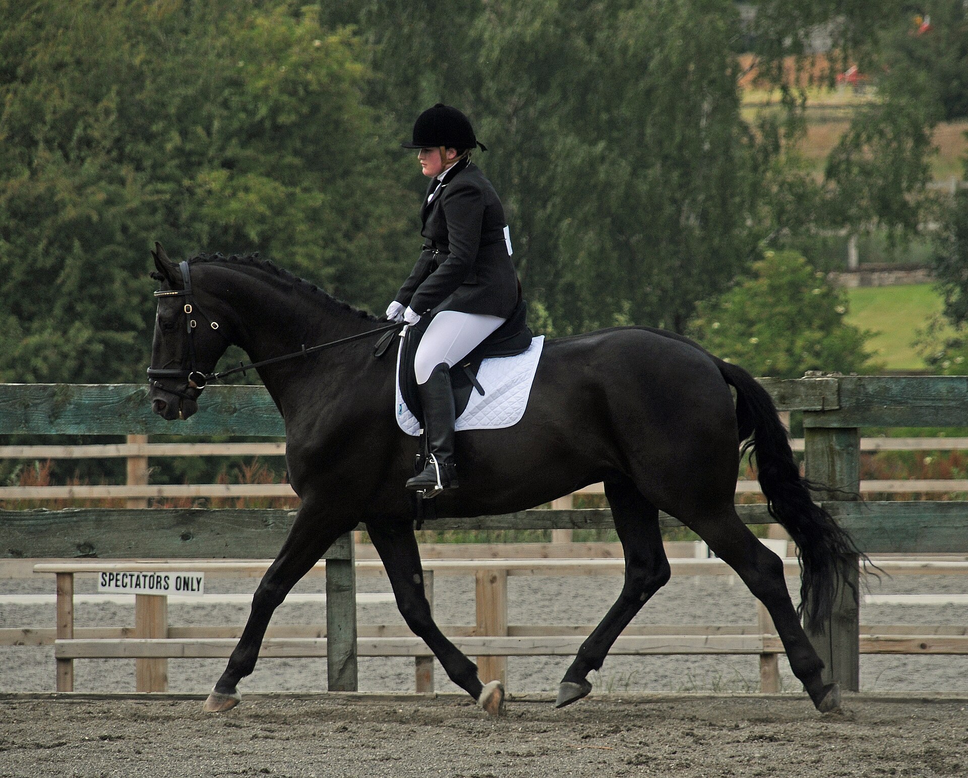 Dressage rider in classic black show coat and white breeches trotting a braided black horse down the arena rail