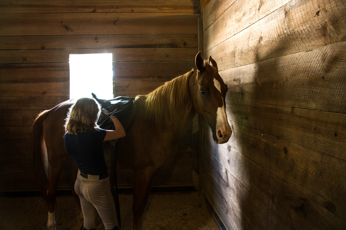 Rider in breeches settles an English saddle onto her chestnut in a sunlit wooden stable
