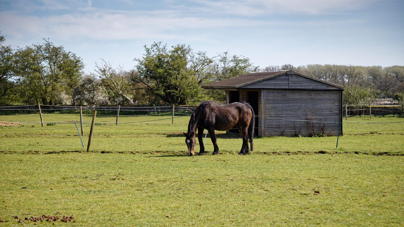 Bay horse grazing head-down on short green pasture in an English paddock, with a timber field shelter, post-and-tape fencing and hedgerow trees behind