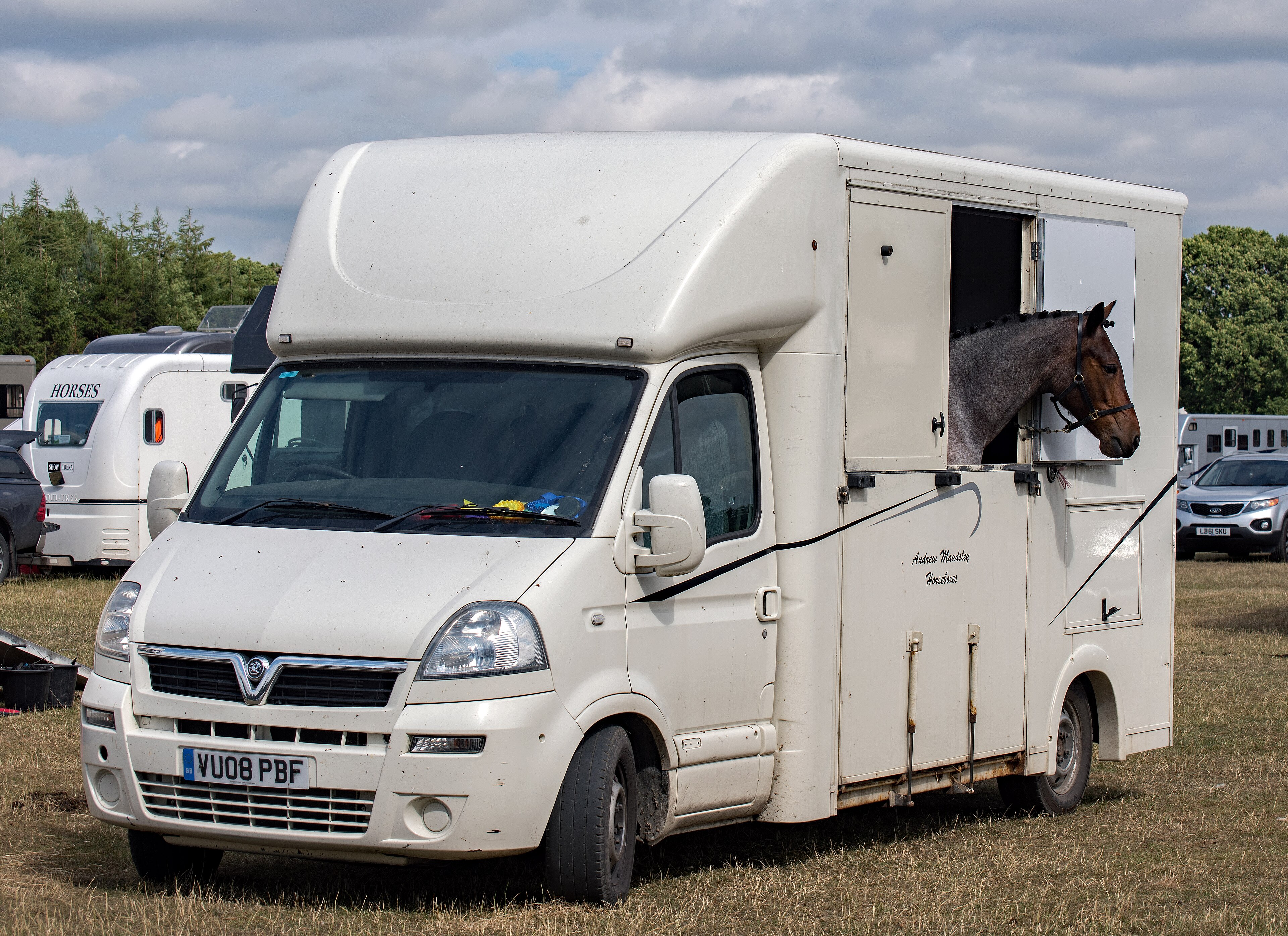 A plaited horse looks out from the groom's door of a horsebox at Cumbrian Horse Trials, settled for travel