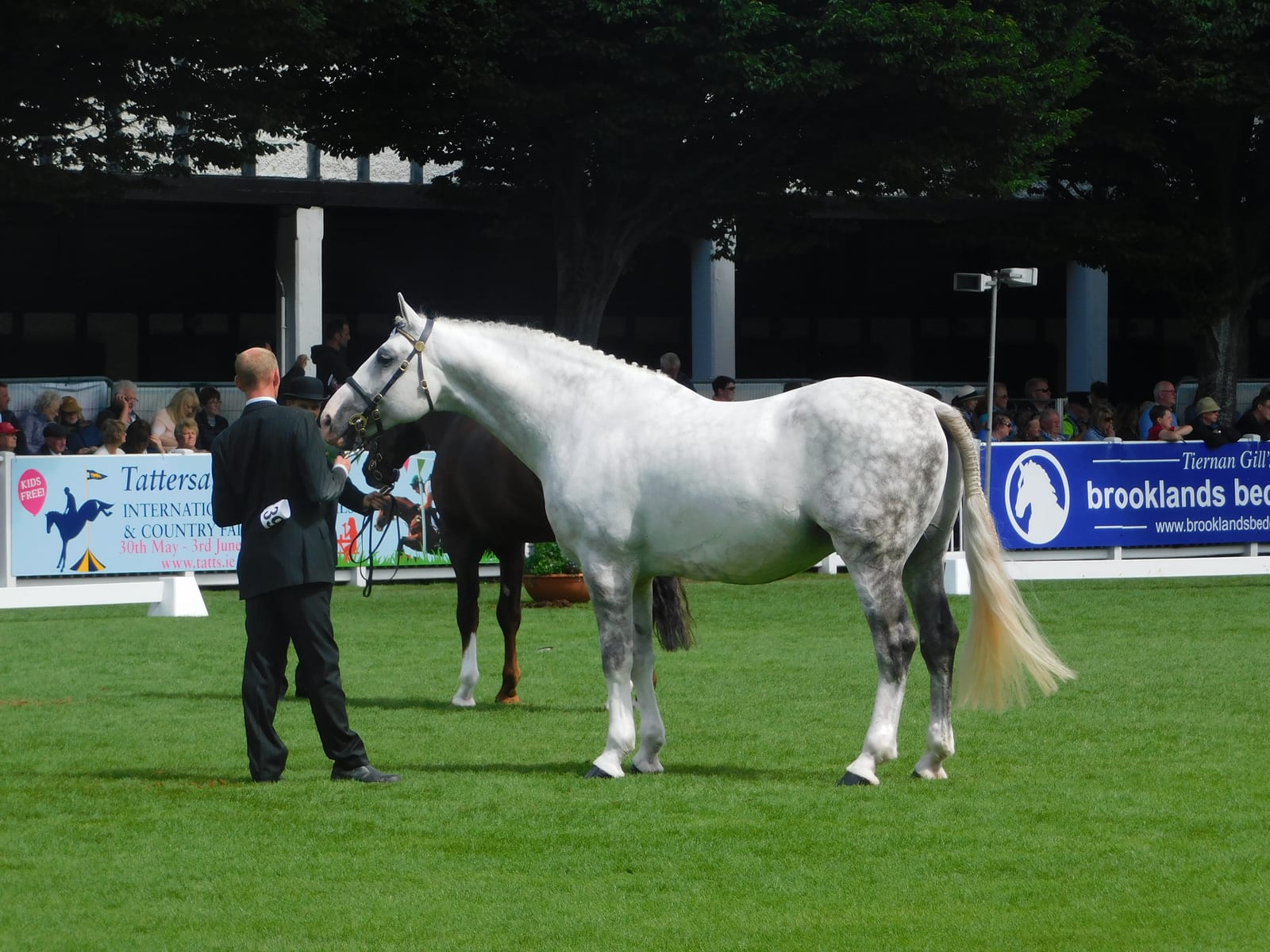 Dapple-grey Irish Draught stallion stood up square in-hand and photographed side-on, held on a leather show bridle by a handler in a dark suit