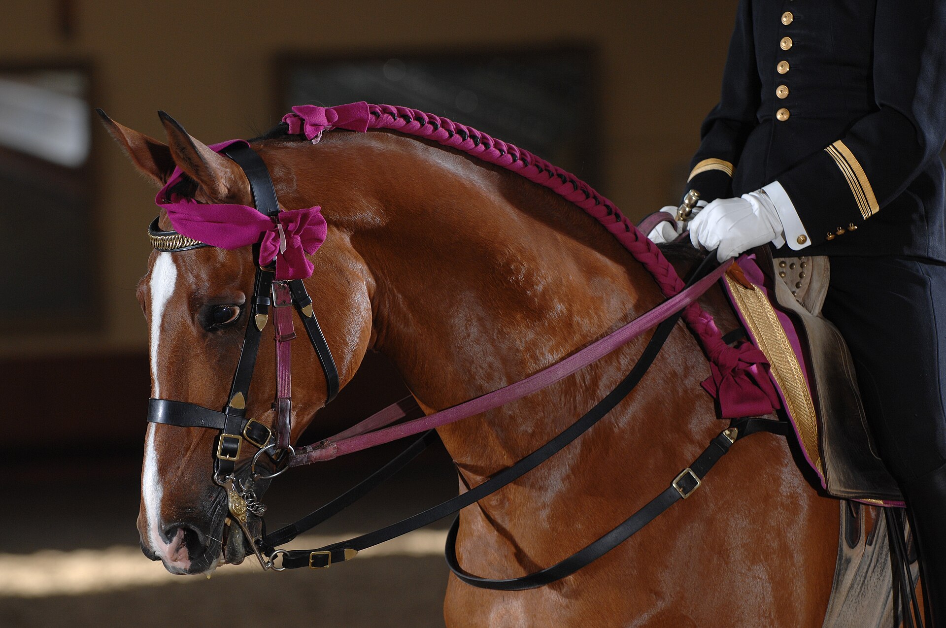 A bay's mane plaited with crimson ribbon in full gala turnout — show plaiting at its most polished