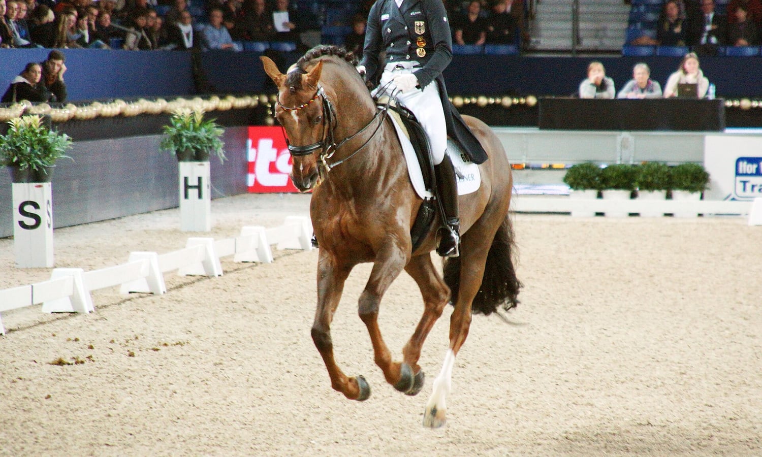Dressage rider performing at an international competition