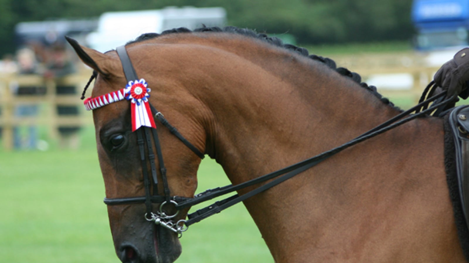 Braided English show horse in double bridle with a rosette at a show