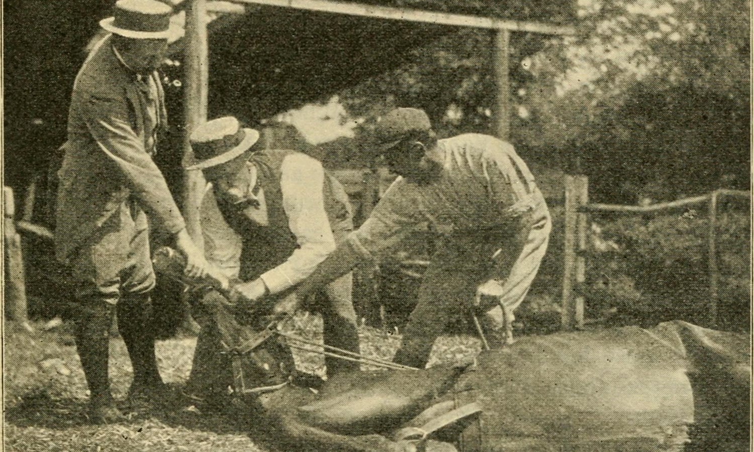 Historic veterinary illustration of horse care