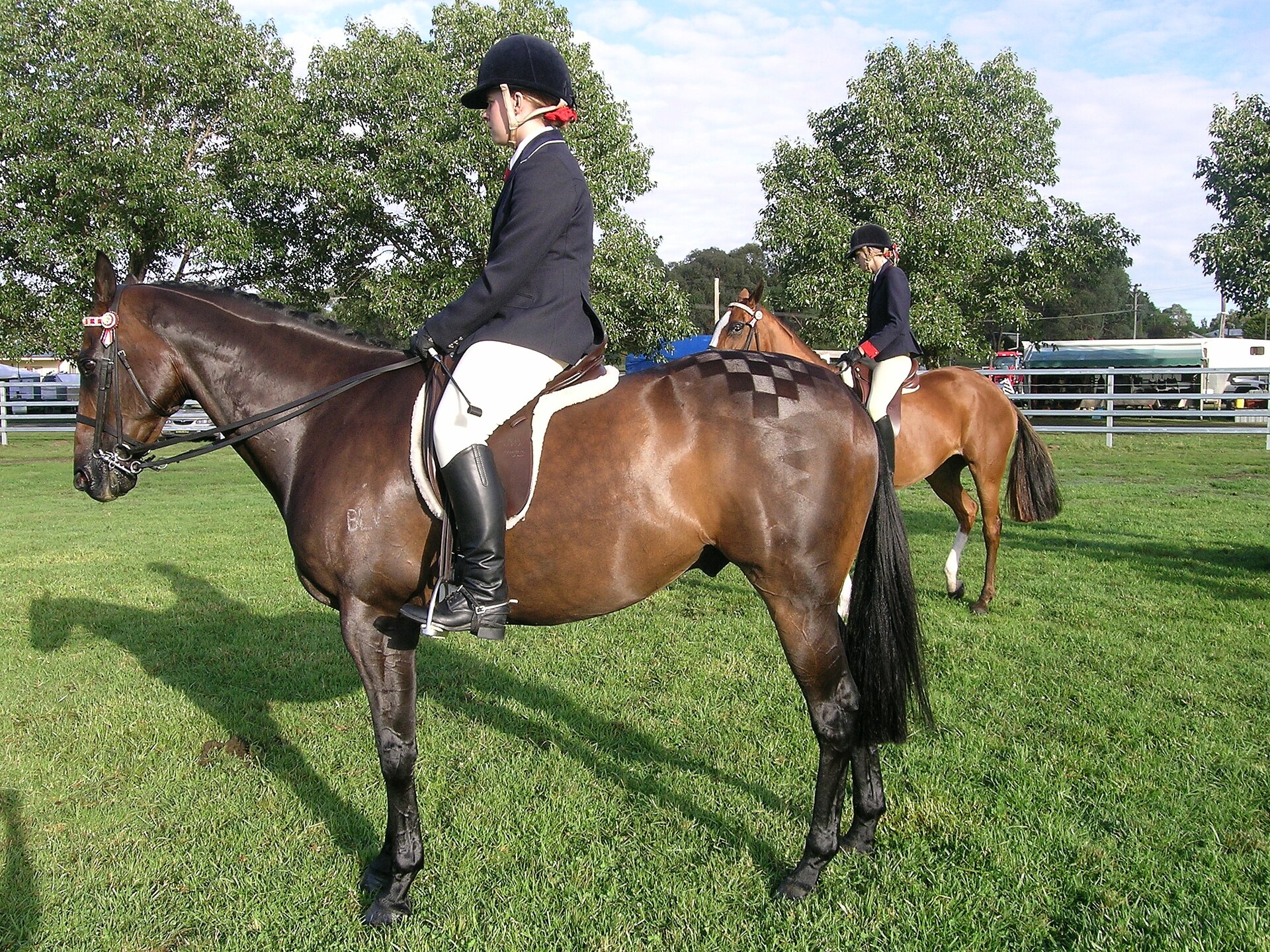 Show hacks with mirror-shine coats and checkerboard quarter marks wait ringside, riders in full English turnout