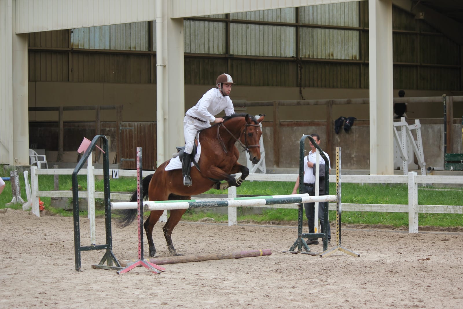 Lean bay Thoroughbred in an English bridle and jumping saddle folding its forelegs over a coloured show-jumping fence in a covered sand arena