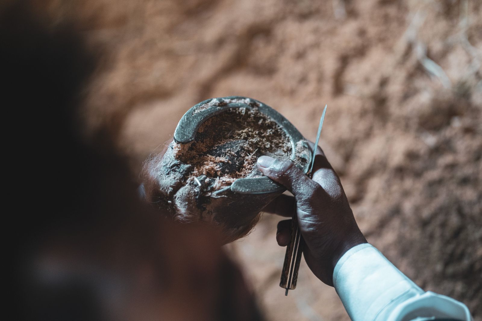 Farrier inspecting a horse hoof outdoors, the kind of routine hoof check where an Animalintex poultice is applied