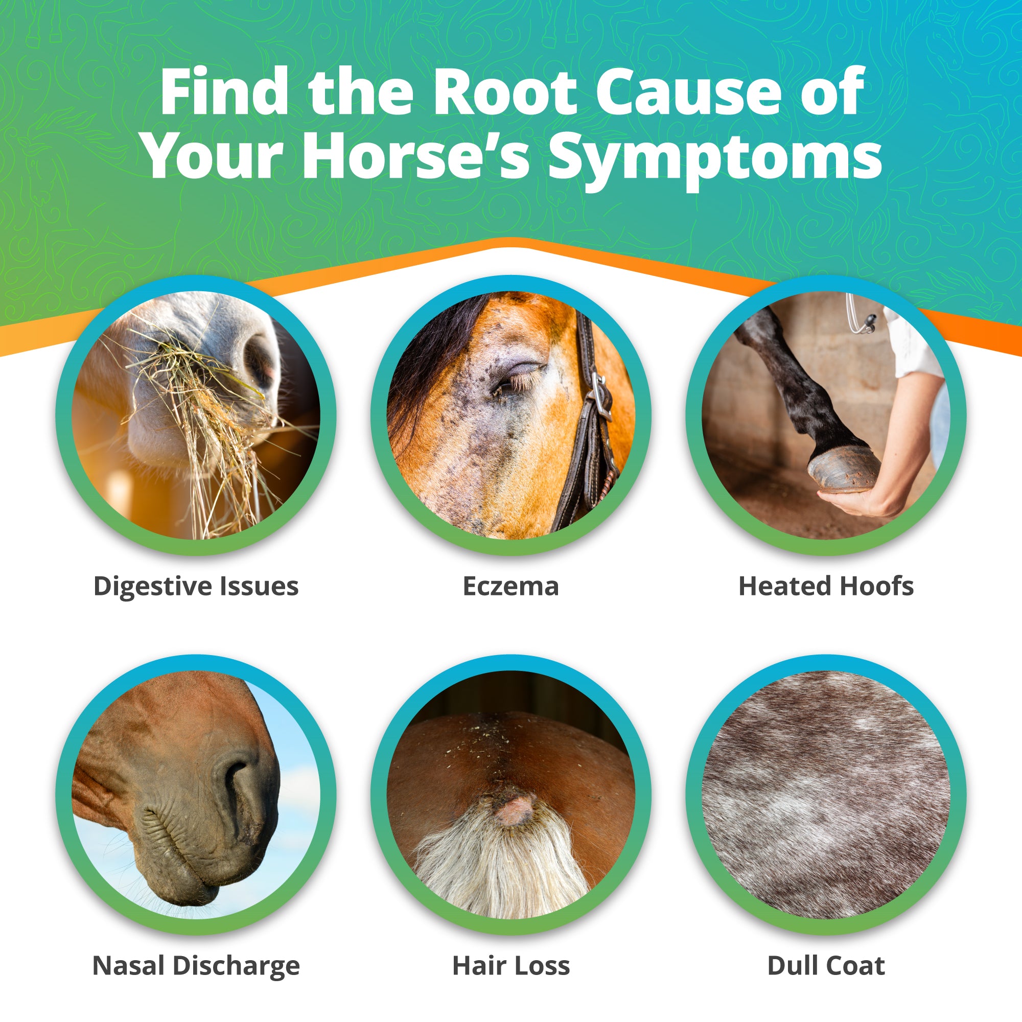 5Strands equine hair-sample health test kit contents