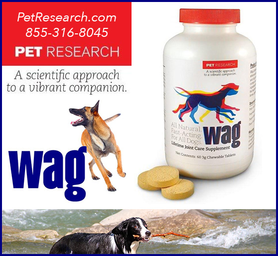Your Dog May Be In Pain and You Wouldn't Even Know It!