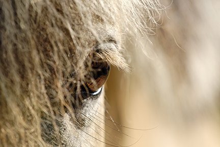 Close-up of a horse's eye representing A Stable Connection equine education programs