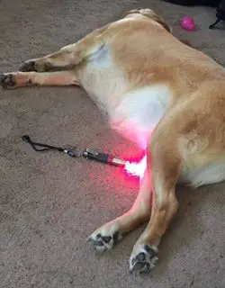 Dog named Cooper using AAH Light Flex pad for ACL injury recovery