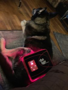 Dog receiving VISUM Light Flex pad therapy on its hip for hip dysplasia