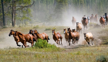 Leadership development session with horses at The Academy for Coaching with Horses