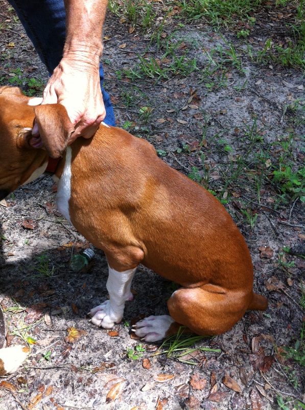 Healthy brown and white dog sitting calmly outdoors beside its owner's hand