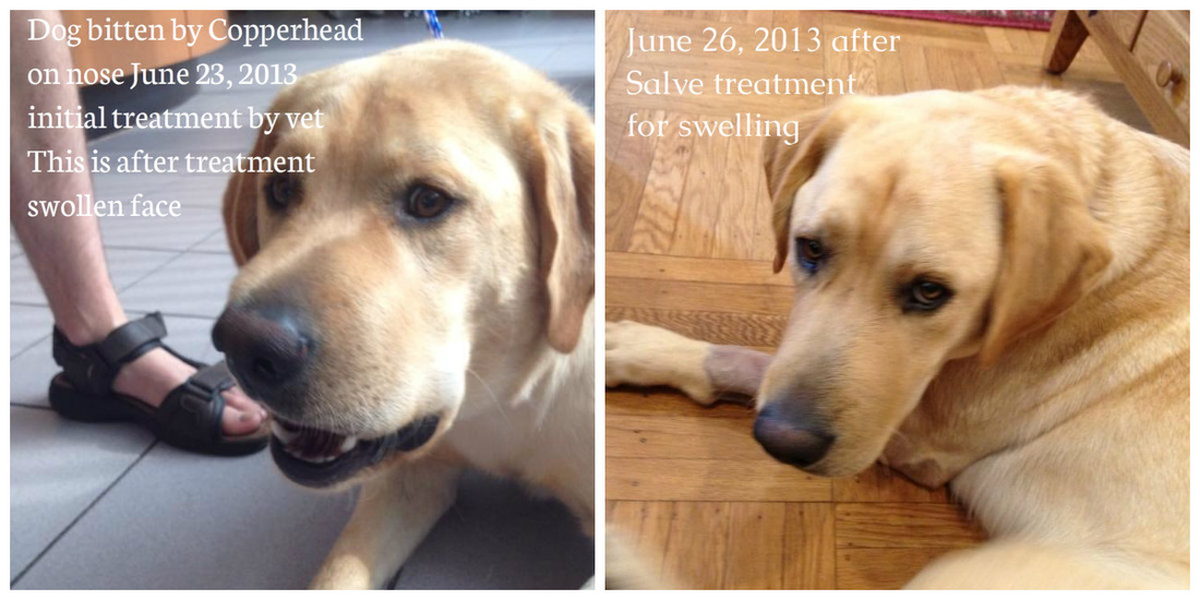 Two relaxed yellow Labrador retrievers resting at home after recovery