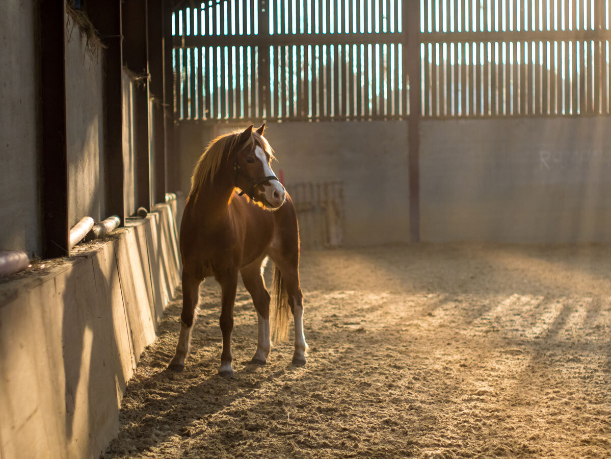Horse standing calmly in a dust-controlled stable treated with ARENACLEAR products