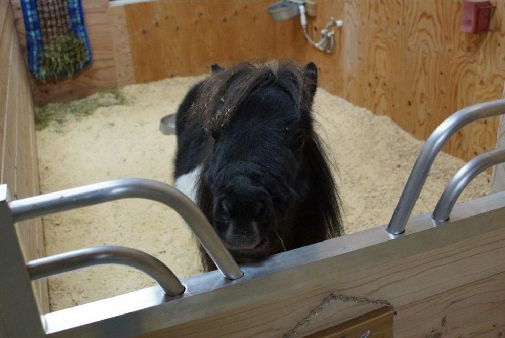Armour aluminum no-rust miniature horse stall gate sized for minis