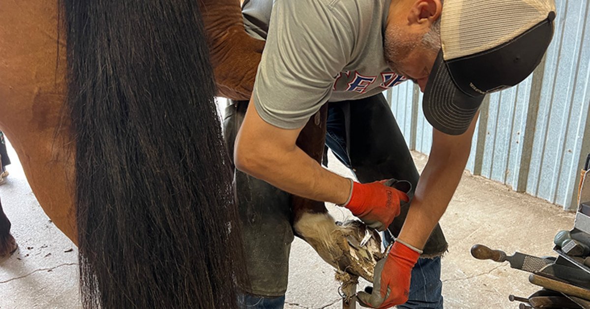 Farrier Costs Explained: Trims, Shoes & How Often Why your farrier might be the most important decision you make for your horse!