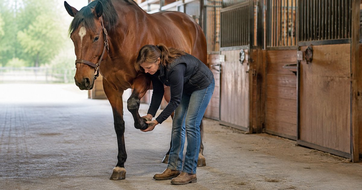 Healthy Hoof, Healthy Horse: Everything a Horse Owner Should Know About Their Horse's Feet