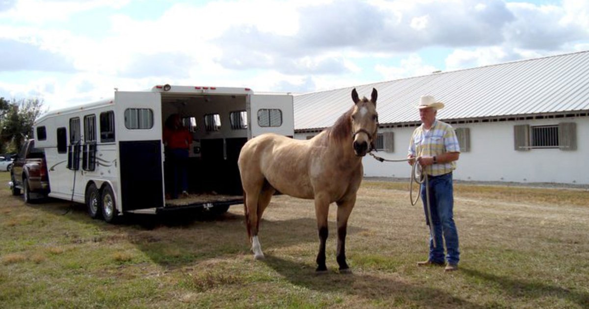 Horse Trailer Buying Guide: Bumper-Pull vs Gooseneck, Sizing, and Safety