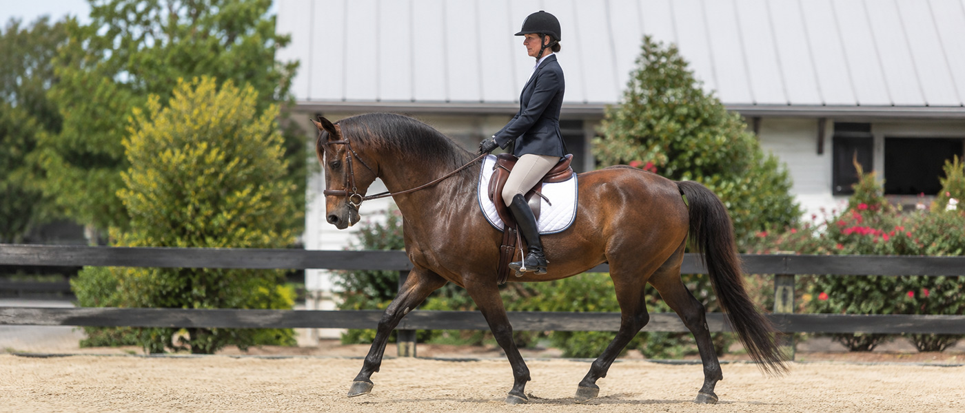 Consider the Do-Anything Morgan Horse