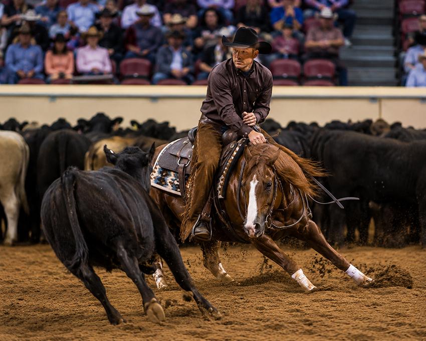 A cowboy on a chestnut Quarter Horse working a black calf out of the herd during a cutting competition