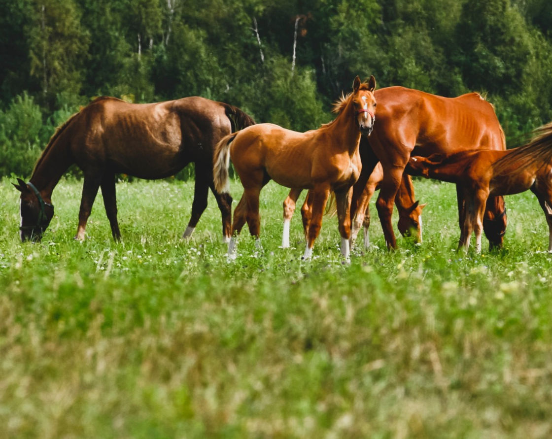 Chestnut horses and a foal grazing forage in a green summer pasture