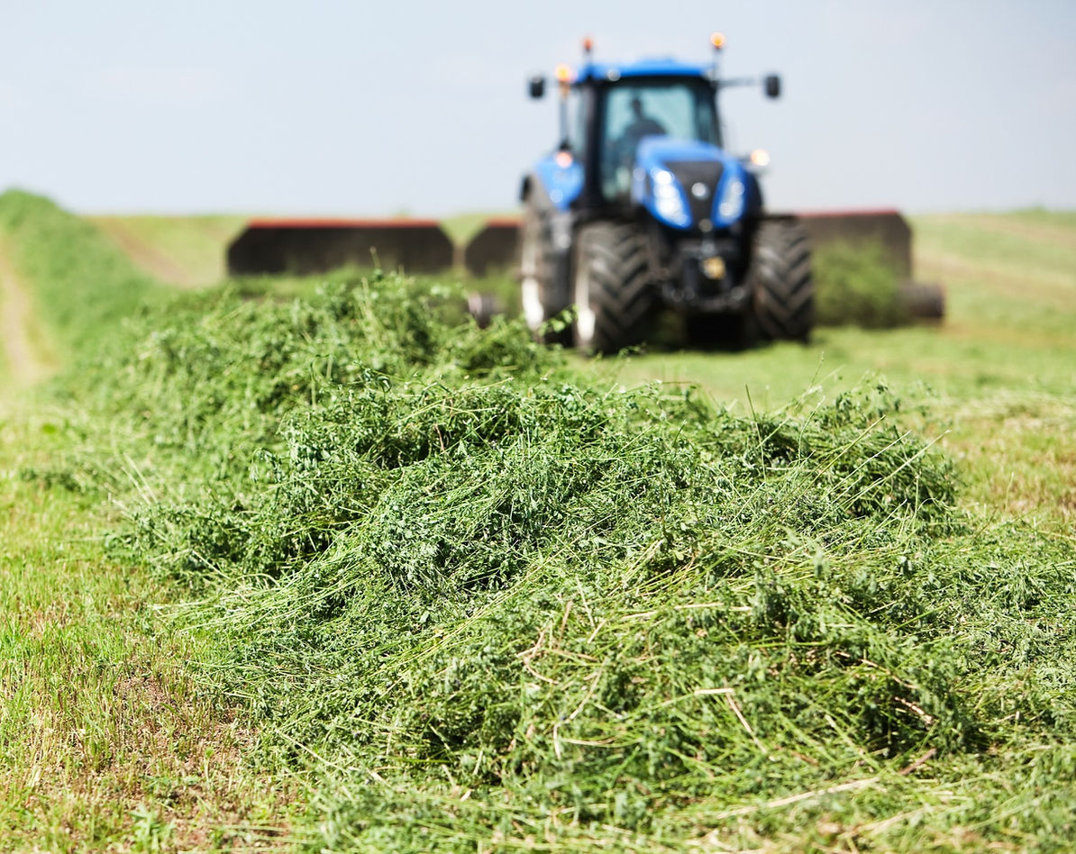 Tractor cutting and windrowing fresh forage in a green hay field