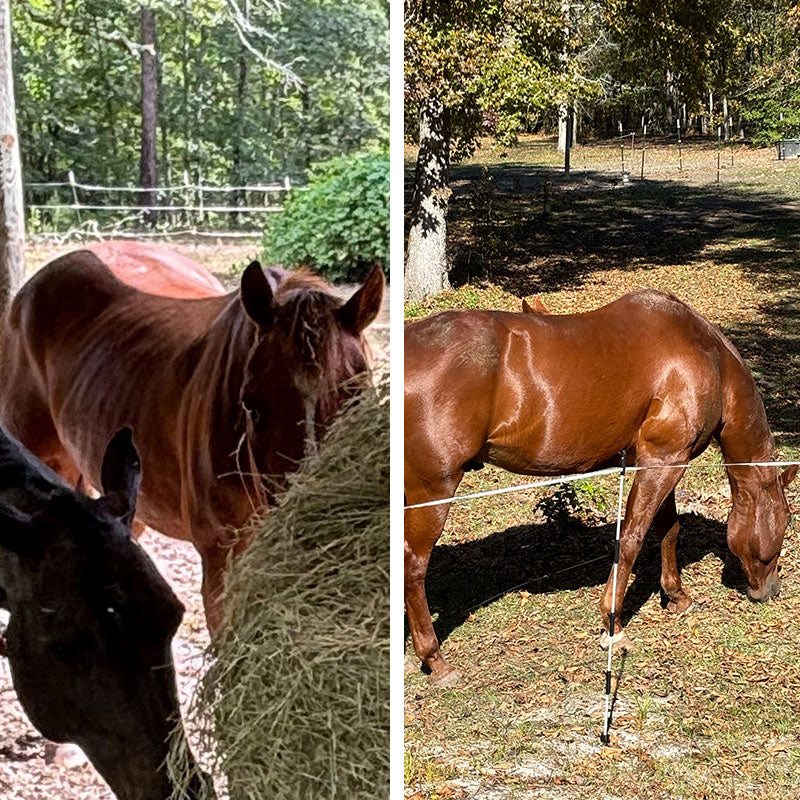 Before and after photos of a mare showing improved condition and a healthier topline on EZium