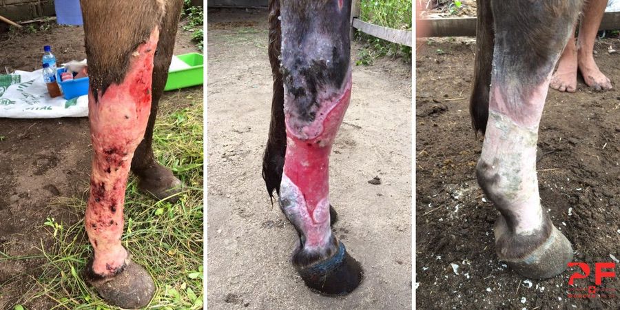Before and after photos of a serious de-gloving wound on a horse's lower leg healing cleanly after treatment with P.F. WonderSalve