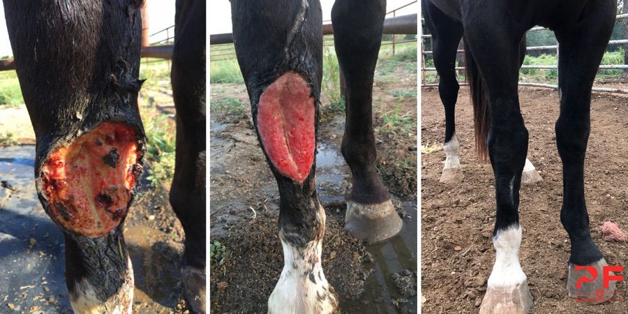 Three-stage before, during, and after photos of a horse leg proud flesh wound healing to clean haired-over skin with P.F. WonderSalve