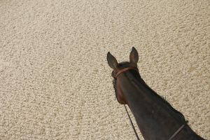 Pinnacle polymer-coated sand and fiber arena surface by Attwood Equestrian