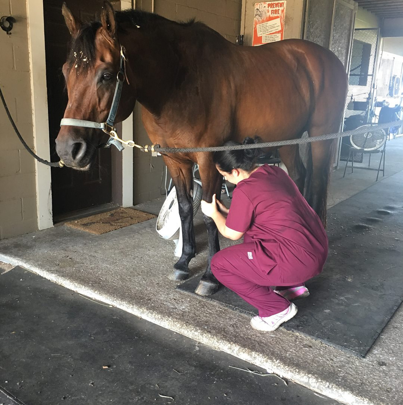 Therapist crouched beside a bay horse working on its lower hind leg during an in-barn physiotherapy visit