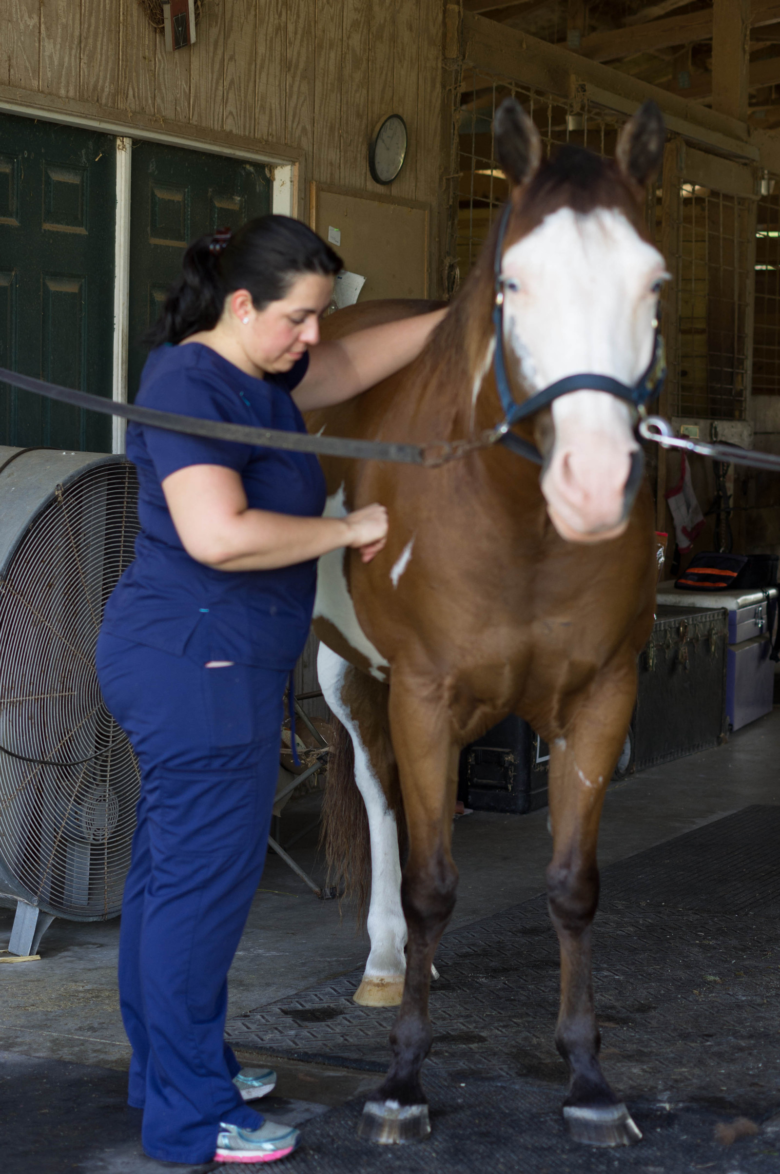 Roxana Soler working along the topline of a chestnut horse during an equine fascial integration session