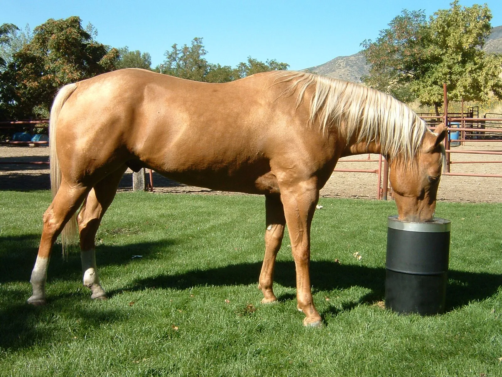 Bar-Bar-A non-electric automatic horse waterer installed in a Utah pasture