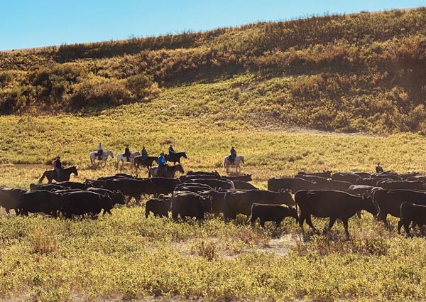 Cattle drive experience at the Bar W Guest Ranch near Glacier National Park Montana