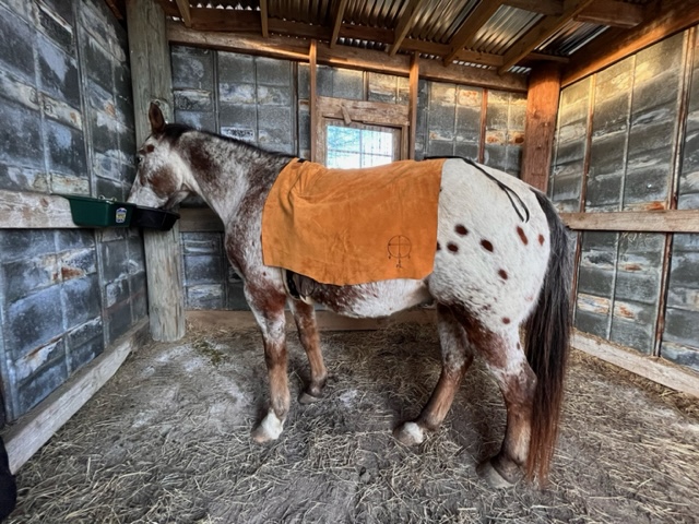 Appaloosa horse standing in a barn wearing the tan El Compañero Bareback Rider suede pad along its back