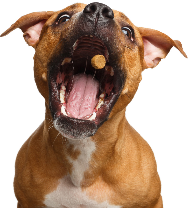 Bimini Pet Health scientifically formulated dog, cat and horse supplement formulations