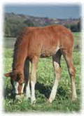 Foal eating at a Lexington Kentucky horse farm served by HorseLawyers.com
