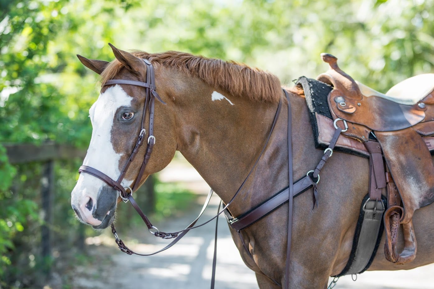 Saddled chestnut horse on a shady trail wearing a brown Dr. Cook Beta Western bitless headstall