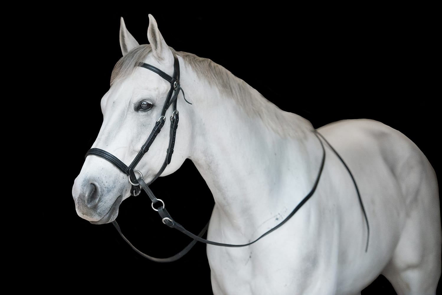 Black Dr. Cook Western Leather bitless headstall and reins on a grey horse