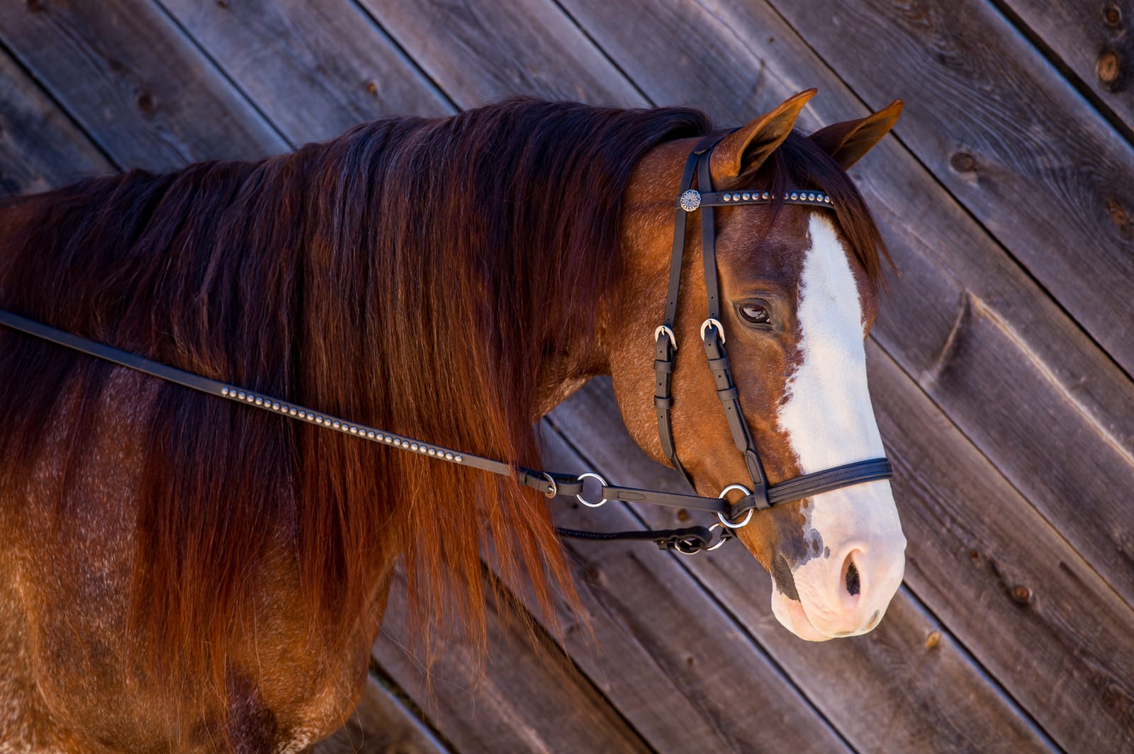 Bay horse with a white blaze in a Dr. Cook Deluxe Beta bitless headstall with antiqued spots and conchos