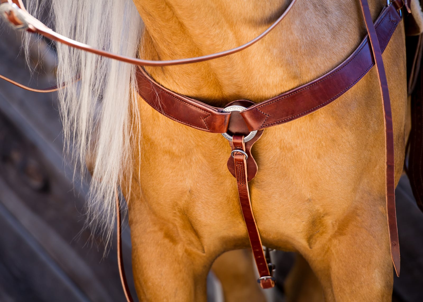 Palomino wearing the Dr. Cook Deluxe Harness Leather breast collar with a floral stainless center ring