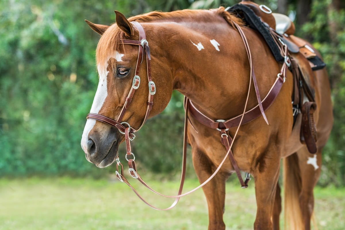 Chestnut Paint horse under Western saddle in a Dr. Cook Deluxe Harness Leather bitless headstall with matching breast collar