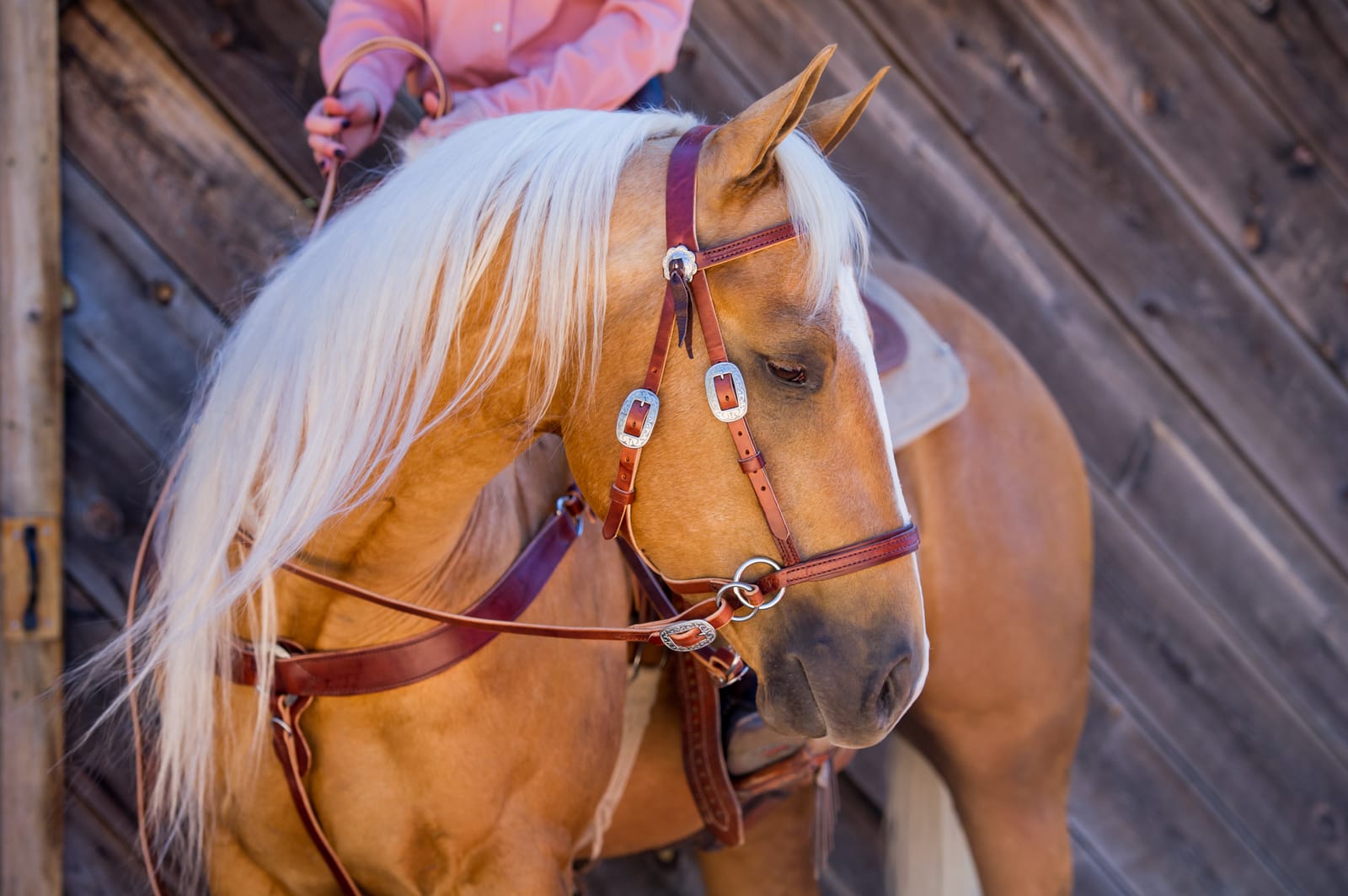 Palomino with a flowing mane ridden in a Dr. Cook Deluxe Harness Leather bitless headstall beside a barn