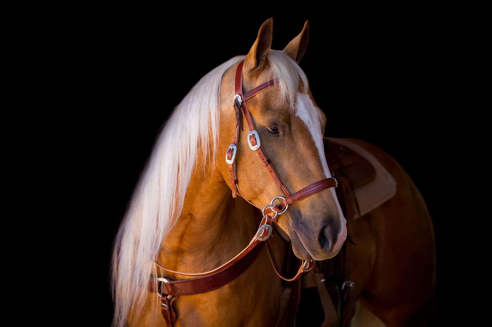 Palomino in a medium brown Dr. Cook Deluxe Harness Leather bitless headstall against a black background
