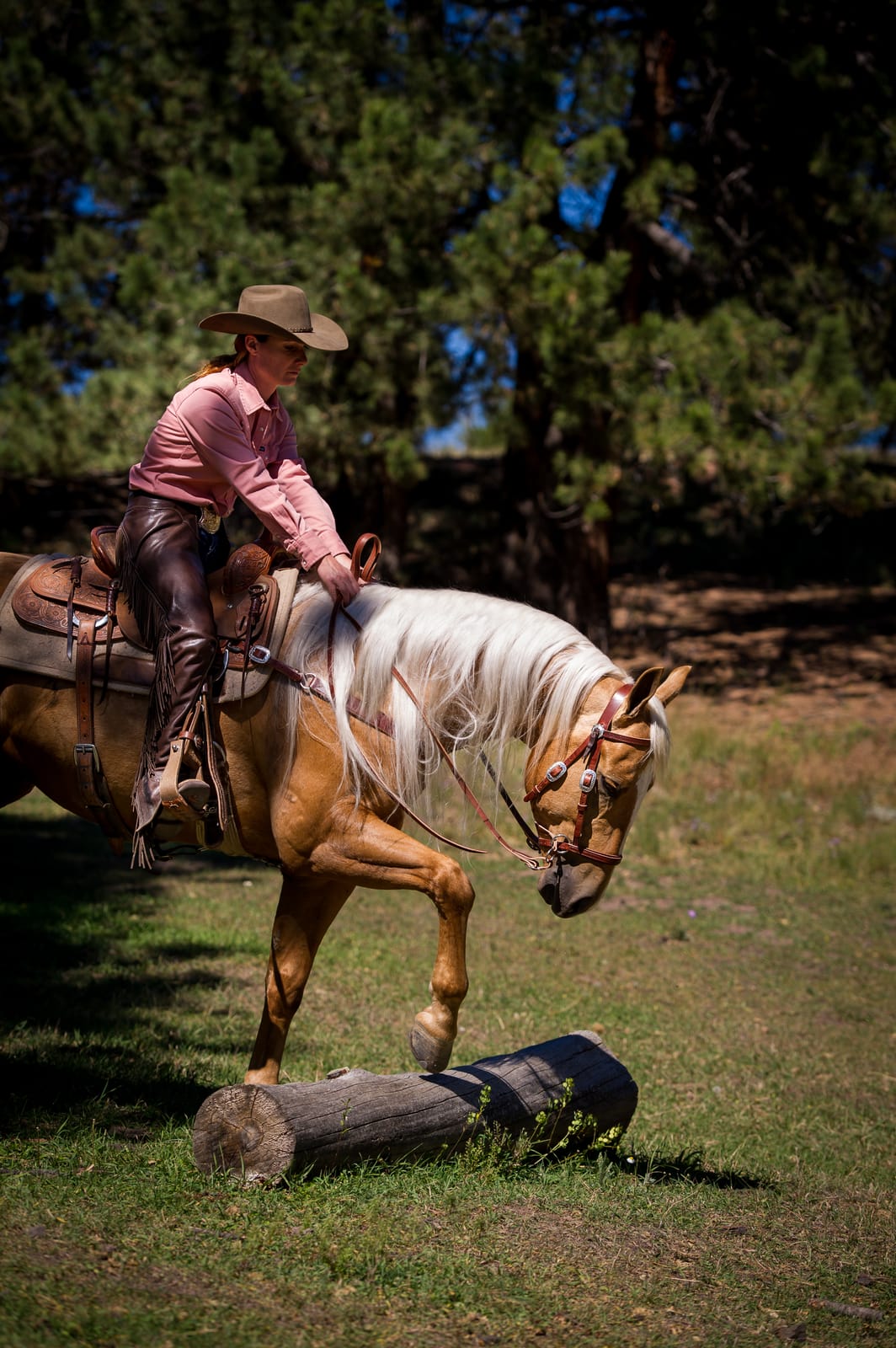 Rider in a cowboy hat guiding a palomino over a log obstacle in a Dr. Cook Deluxe Harness Leather bitless bridle