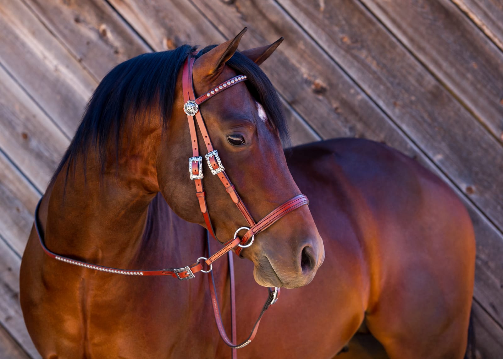 Bay horse against weathered barn wood in a Dr. Cook Deluxe Western bitless headstall with antiqued silver spots
